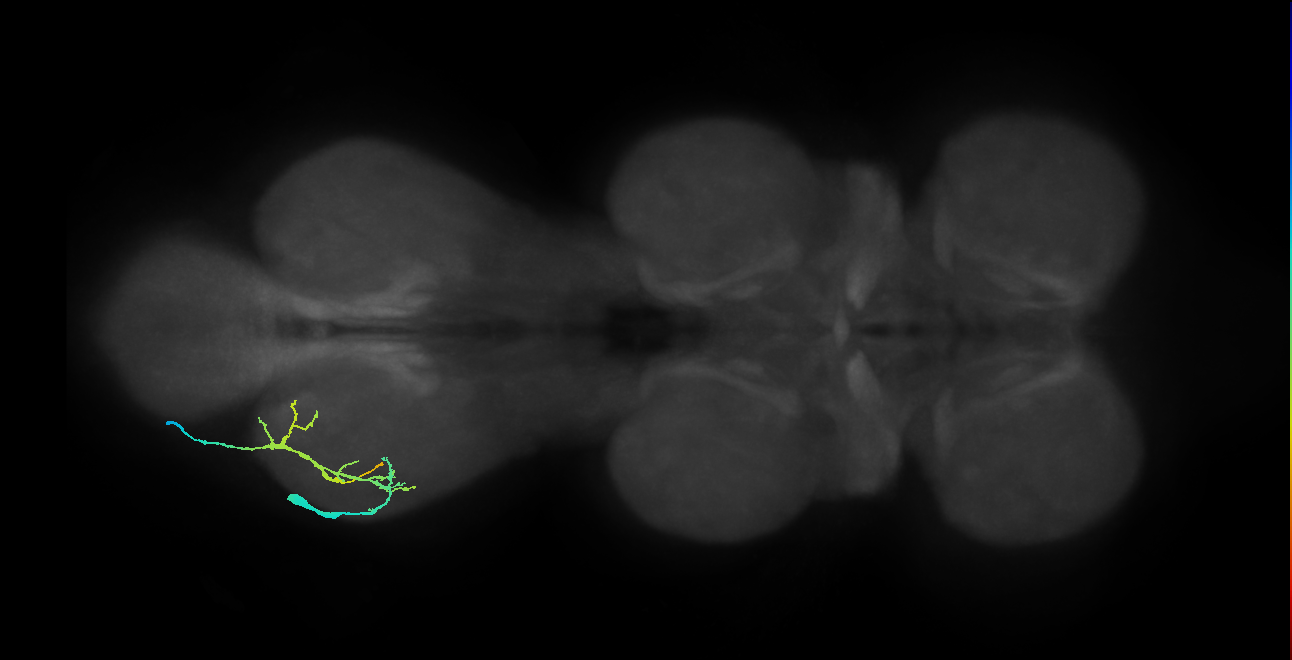 mesothoracic accessory trochanter levator muscle motor neuron