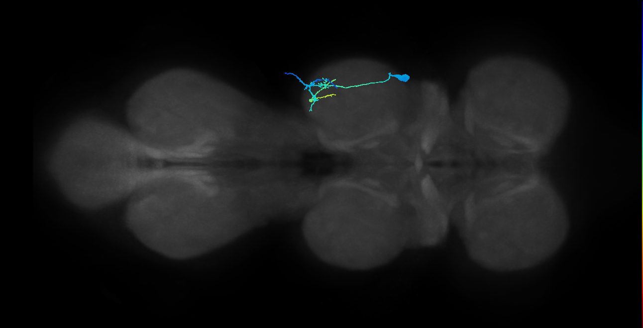 mesothoracic accessory trochanter levator muscle motor neuron