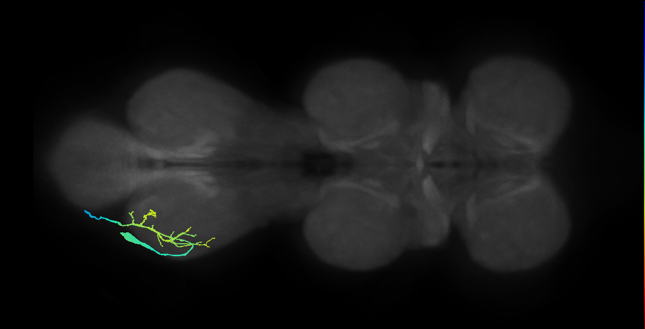 prothoracic accessory trochanter levator muscle motor neuron