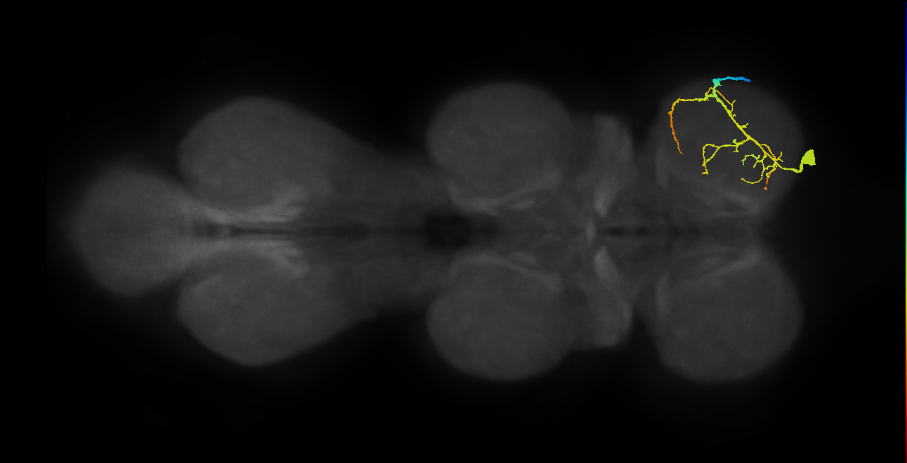 accessory trochanter levator muscle motor neuron