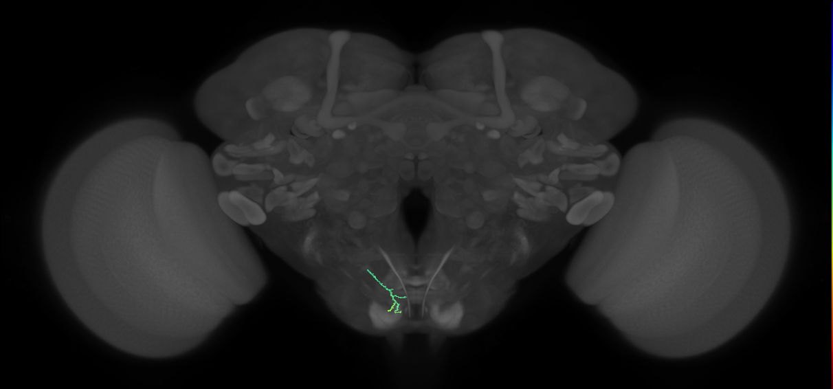 BM_L (MaleCNS:317278)