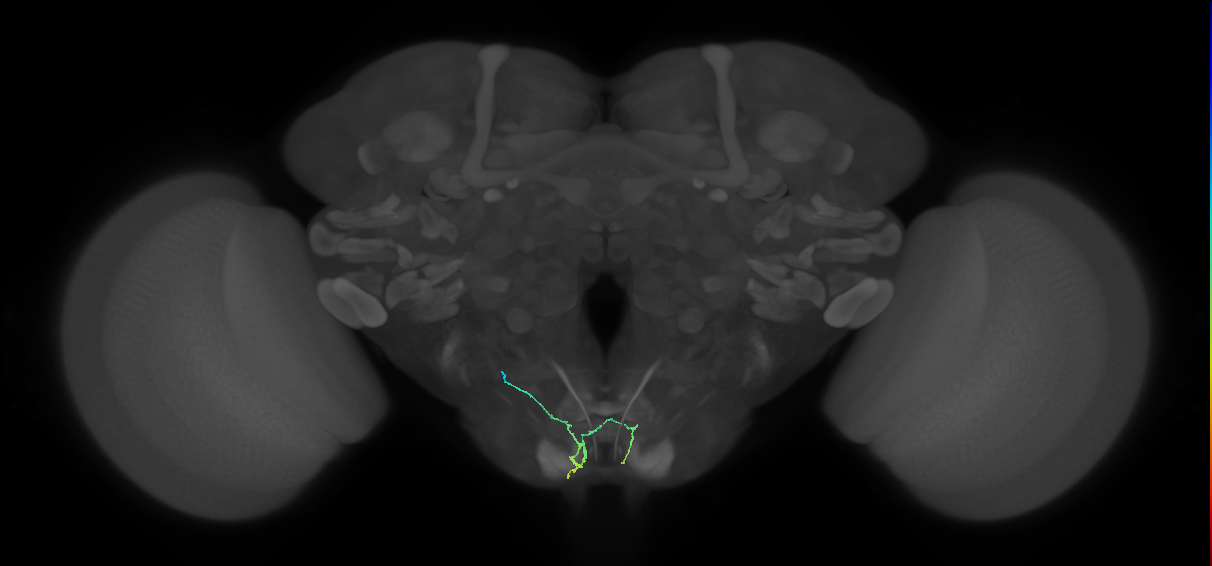 BM_L (MaleCNS:249396)