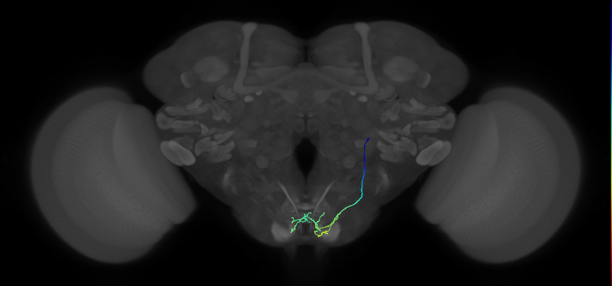 BM_R (MaleCNS:58828)