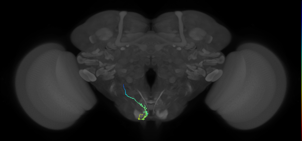 BM_L (MaleCNS:106451)