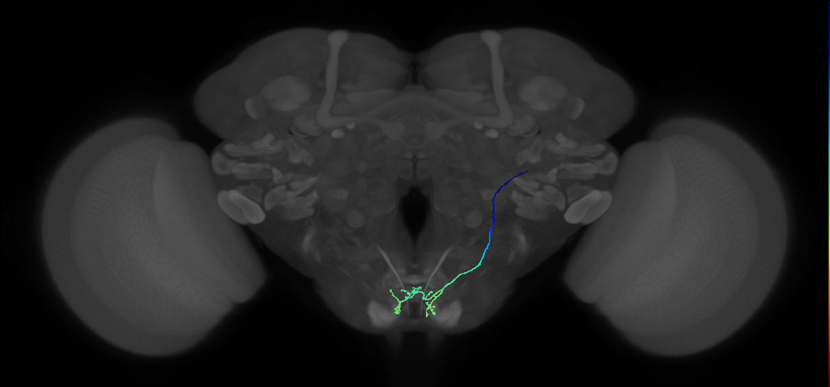 mechanosensory neuron of adult head bristle