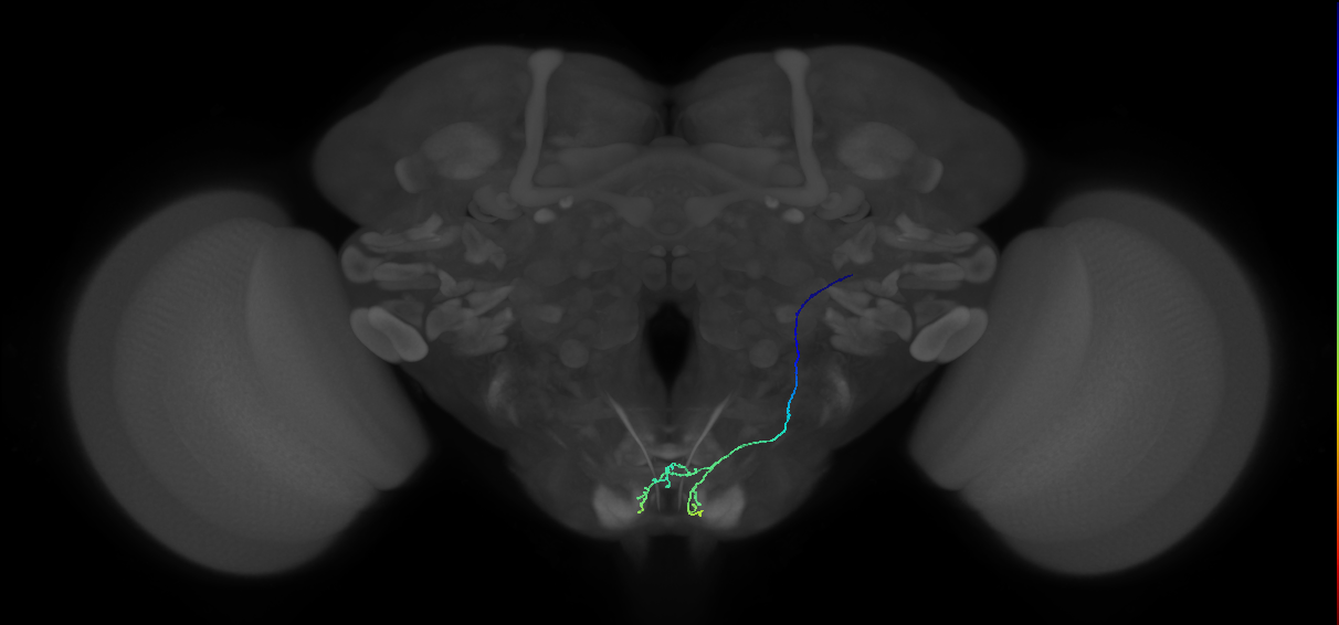 BM_R (MaleCNS:520131)