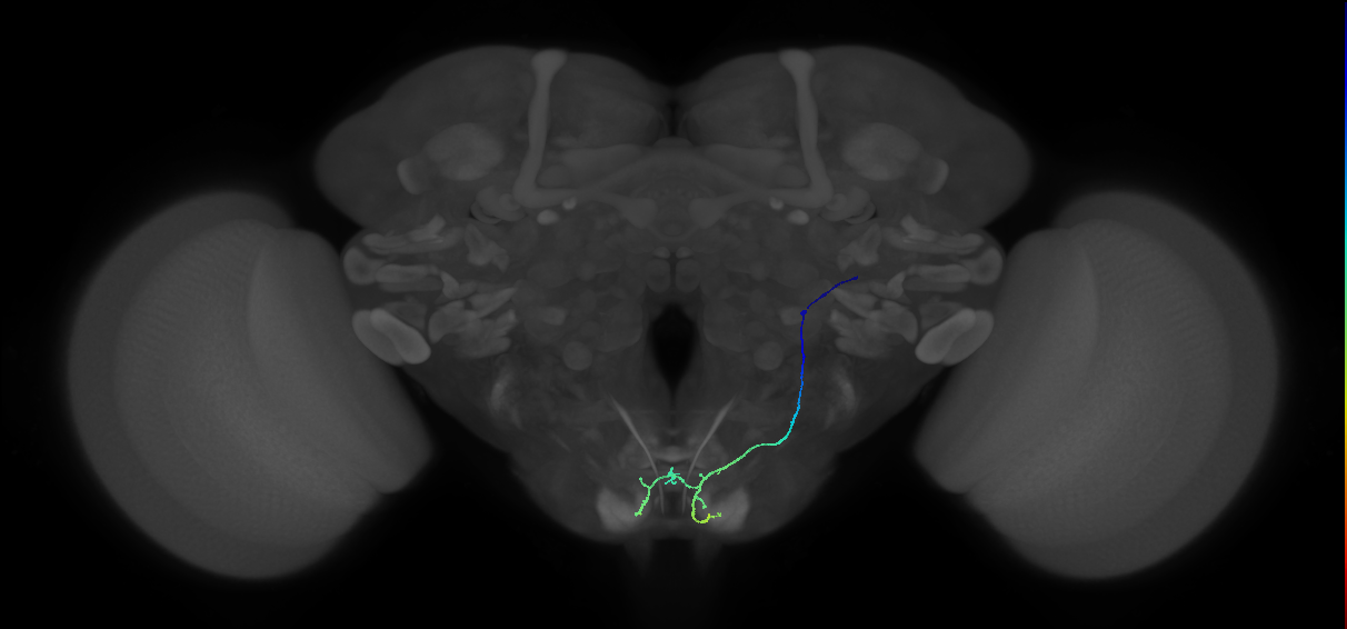 BM_R (MaleCNS:550223)