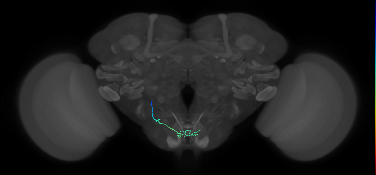 BM_L (MaleCNS:61729)
