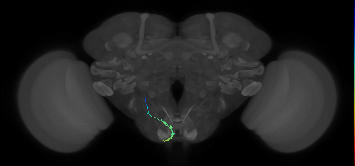 BM_L (MaleCNS:65635)