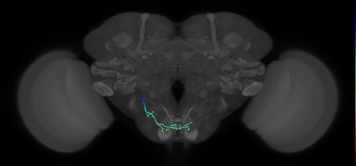 BM_L (MaleCNS:169936)