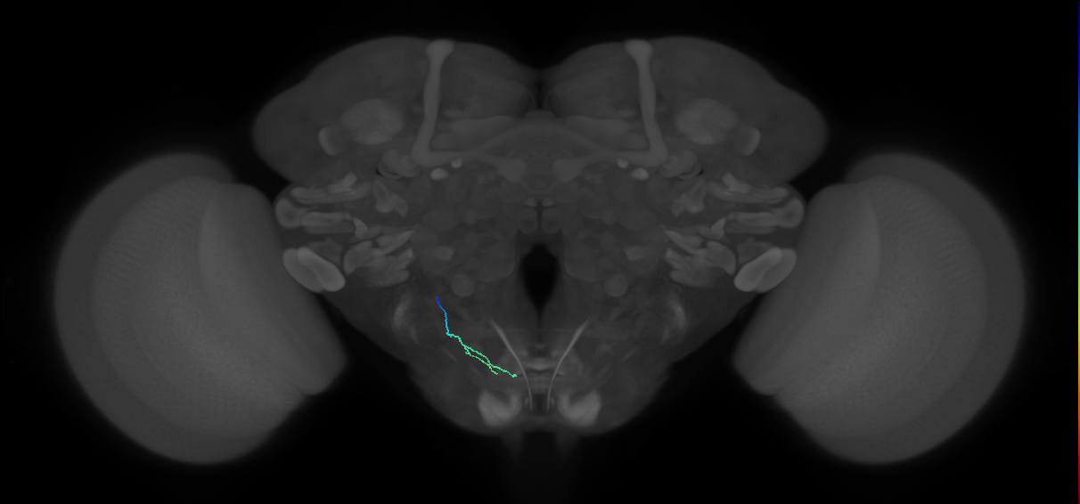 BM_L (MaleCNS:249601)