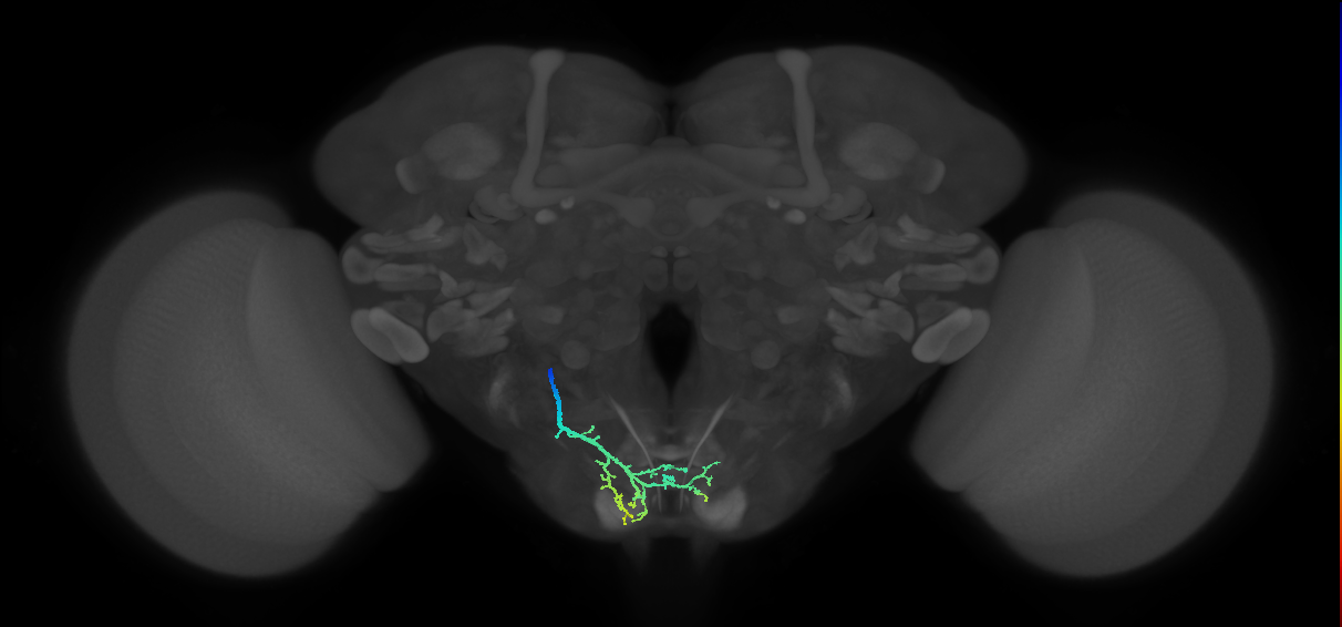 BM_L (MaleCNS:517428)