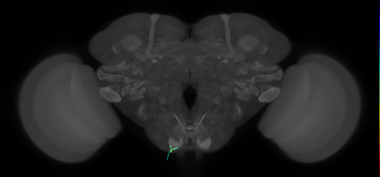 BM_InOm_L (MaleCNS:247785)