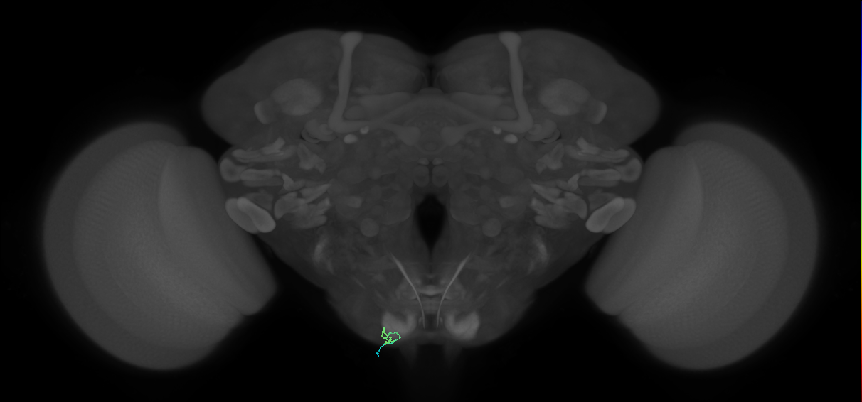BM_InOm_L (MaleCNS:256027)
