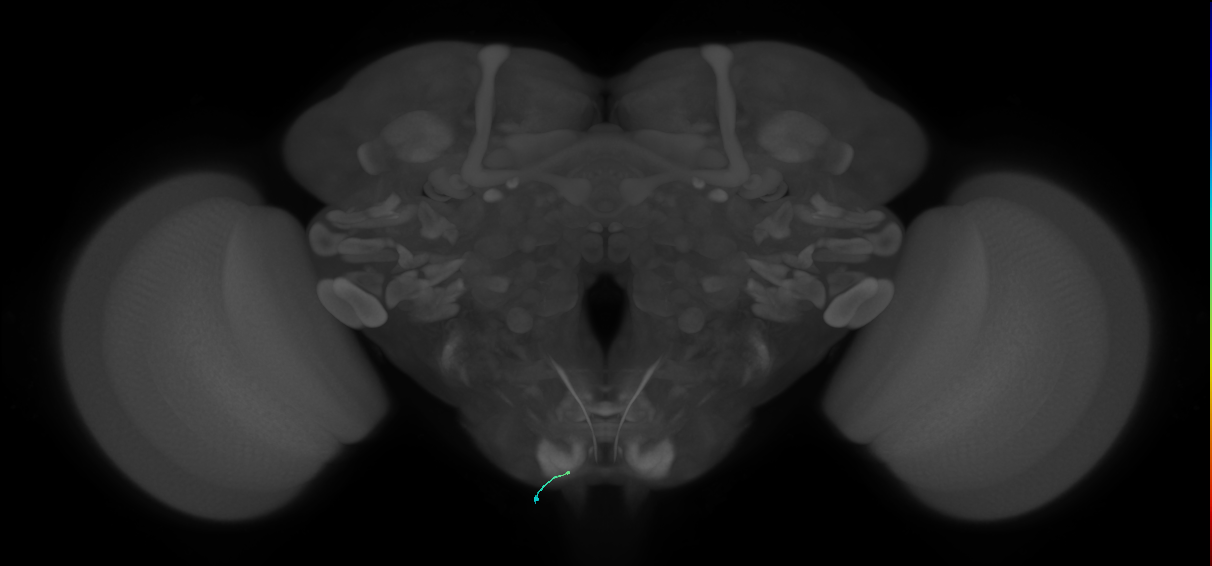 BM_InOm_L (MaleCNS:272440)