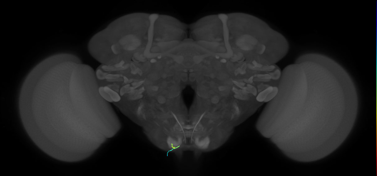 BM_InOm_L (MaleCNS:285013)