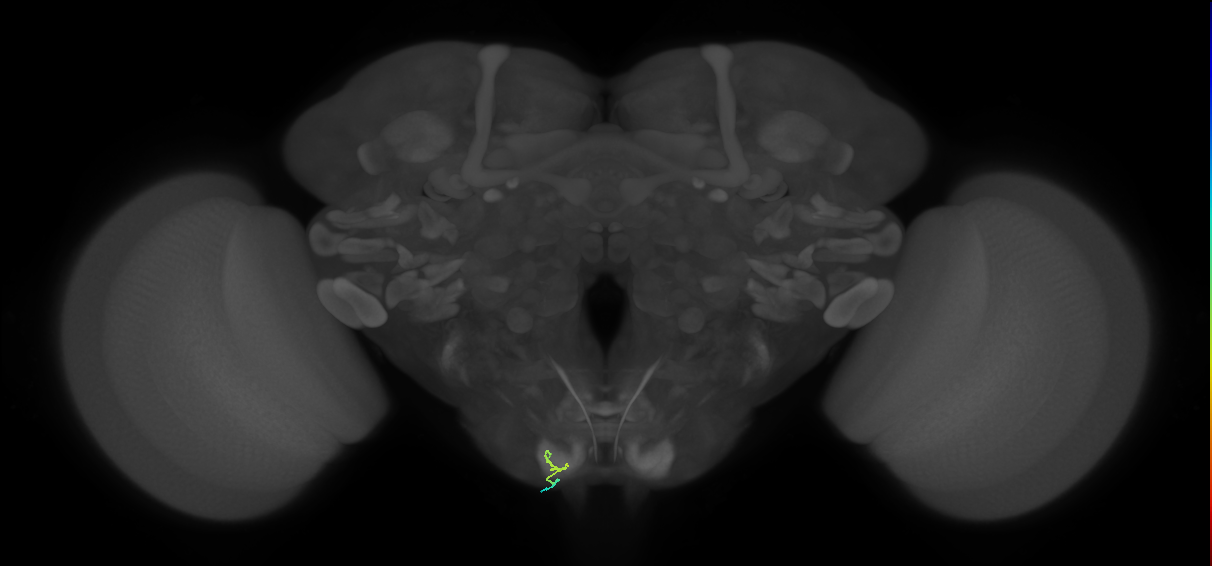 BM_InOm_L (MaleCNS:285376)