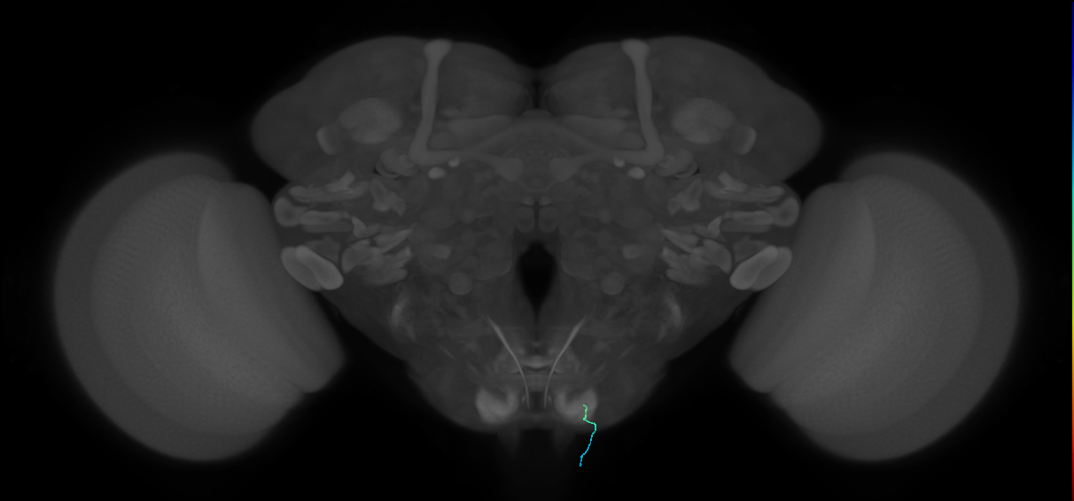 BM_InOm_R (MaleCNS:401779)