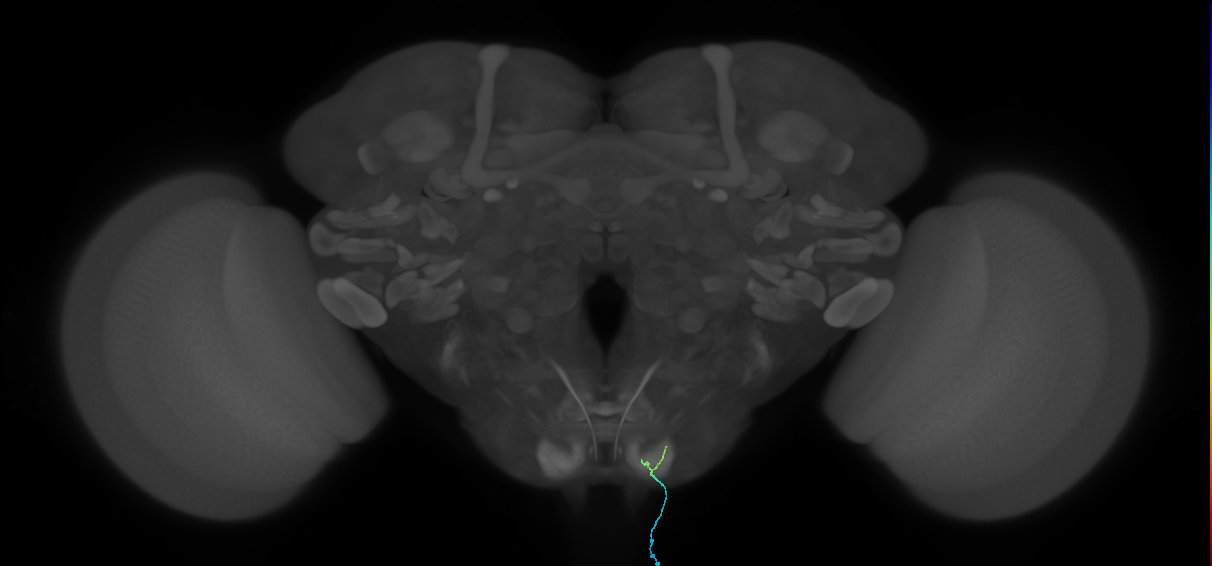 BM_InOm_R (MaleCNS:432605)