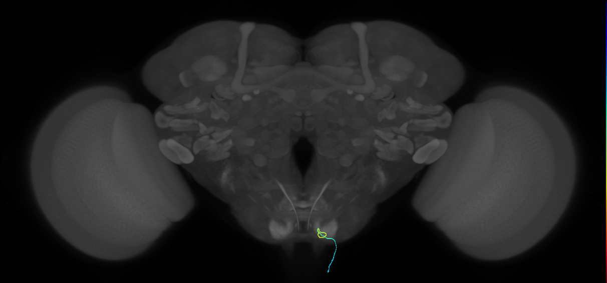 BM_InOm_R (MaleCNS:139392329)