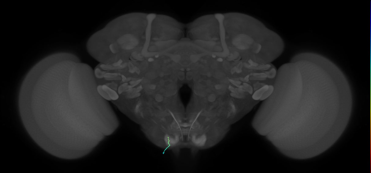 BM_InOm_L (MaleCNS:761372278)