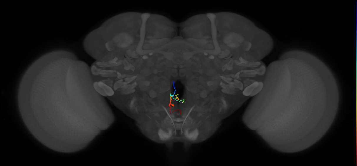 adult gut-innervating neuron