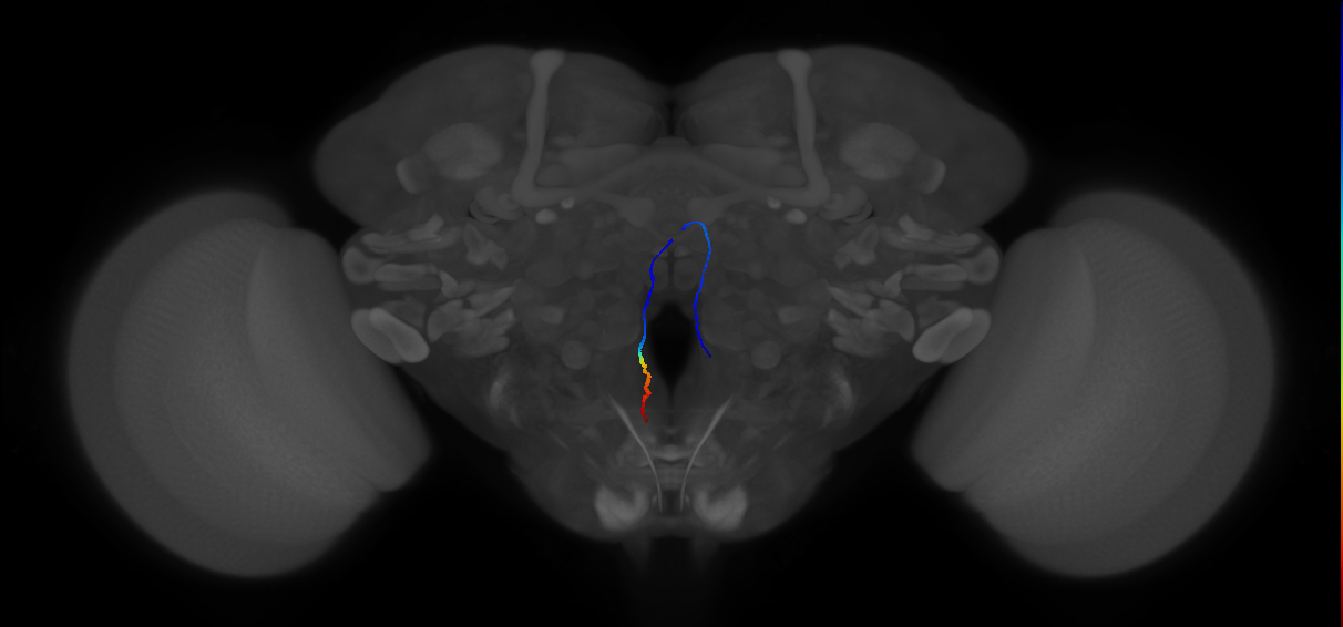 adult gut-innervating neuron
