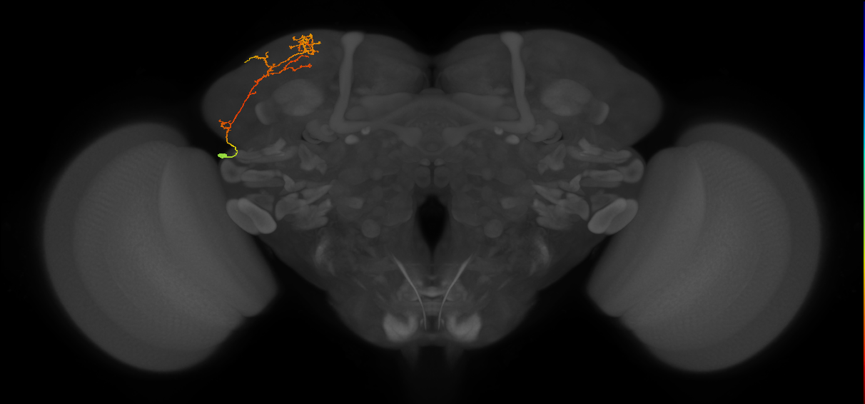 adult SLPpl3 lineage neuron