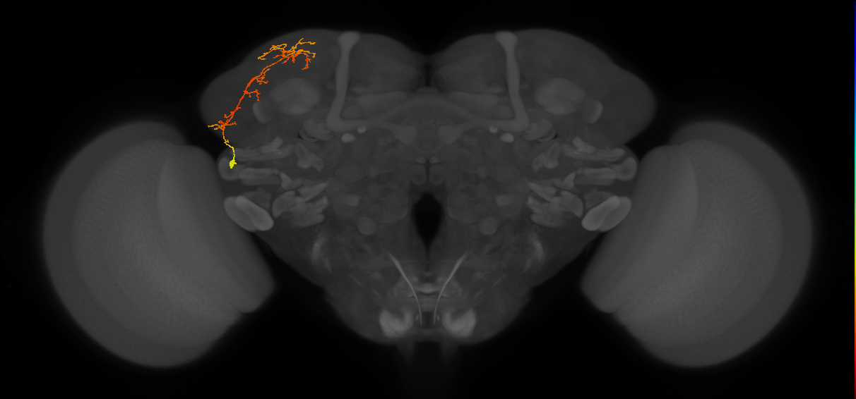 adult SLPpl3 lineage neuron