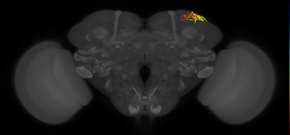 adult SLPpm1 lineage neuron