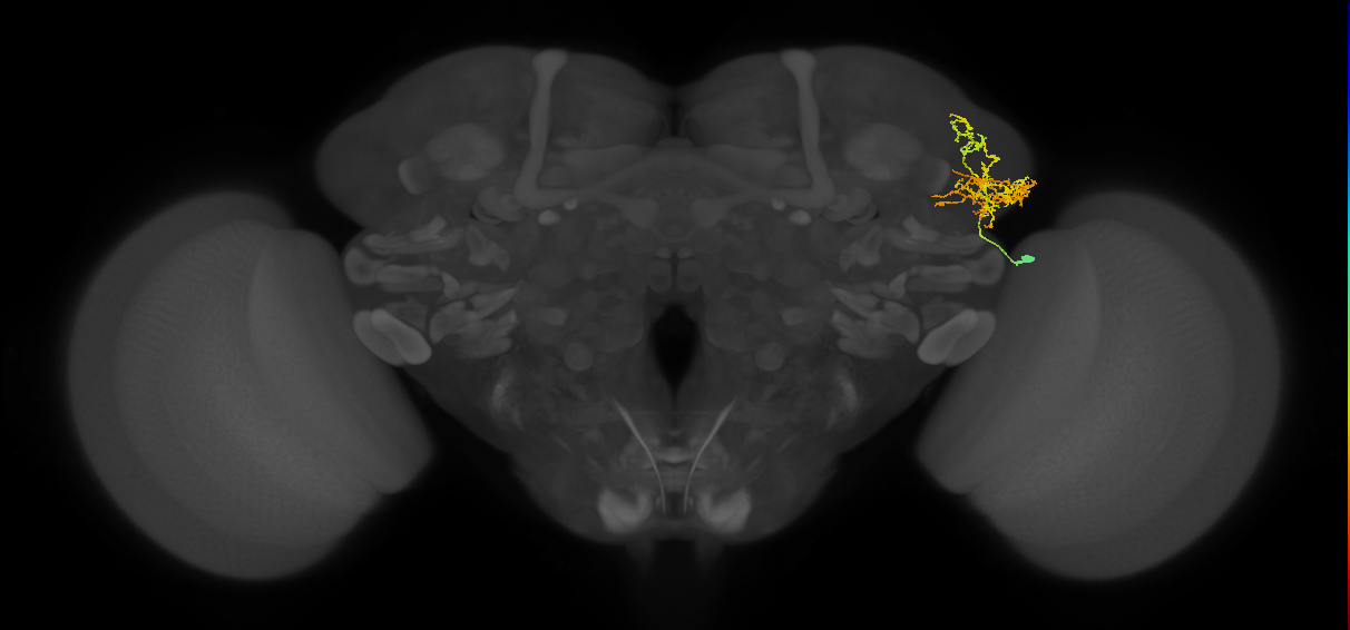 adult LHa2 lineage neuron