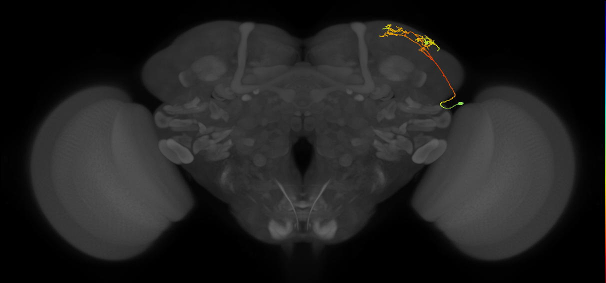 adult LHa3 lineage neuron
