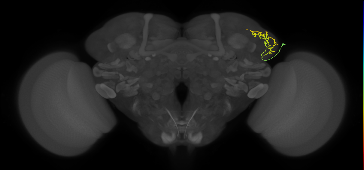 BLD3 lineage neuron