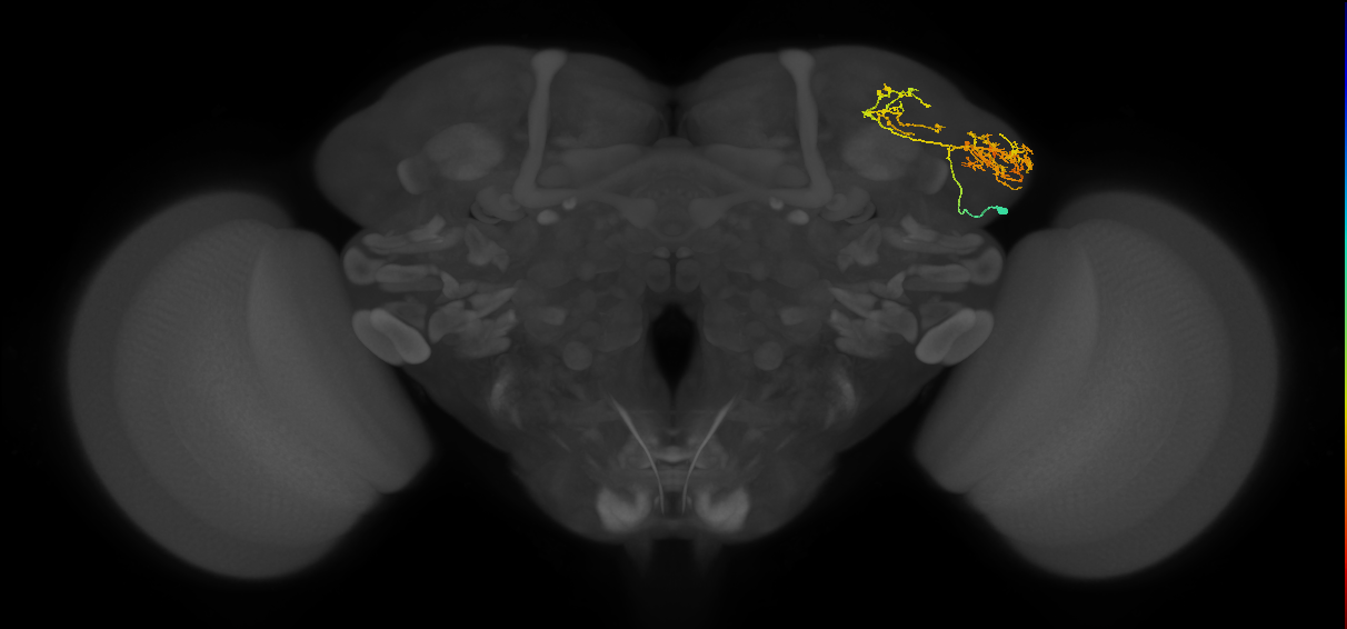 adult LHa1 lineage neuron