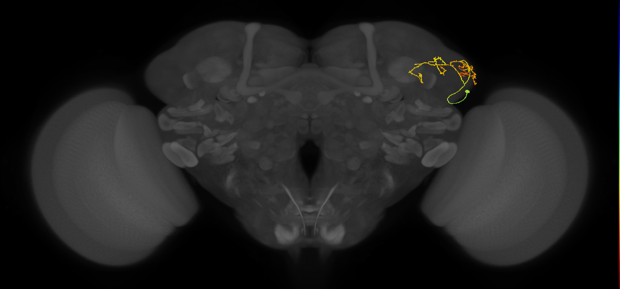 adult LHl4 lineage neuron