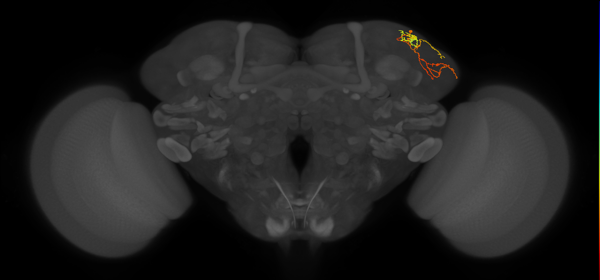 CB0394_R (MaleCNS:143269)