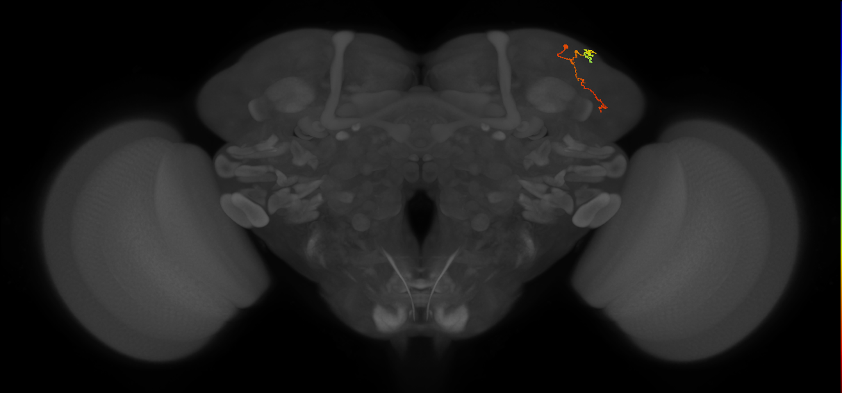 CB0394_R (MaleCNS:165087)