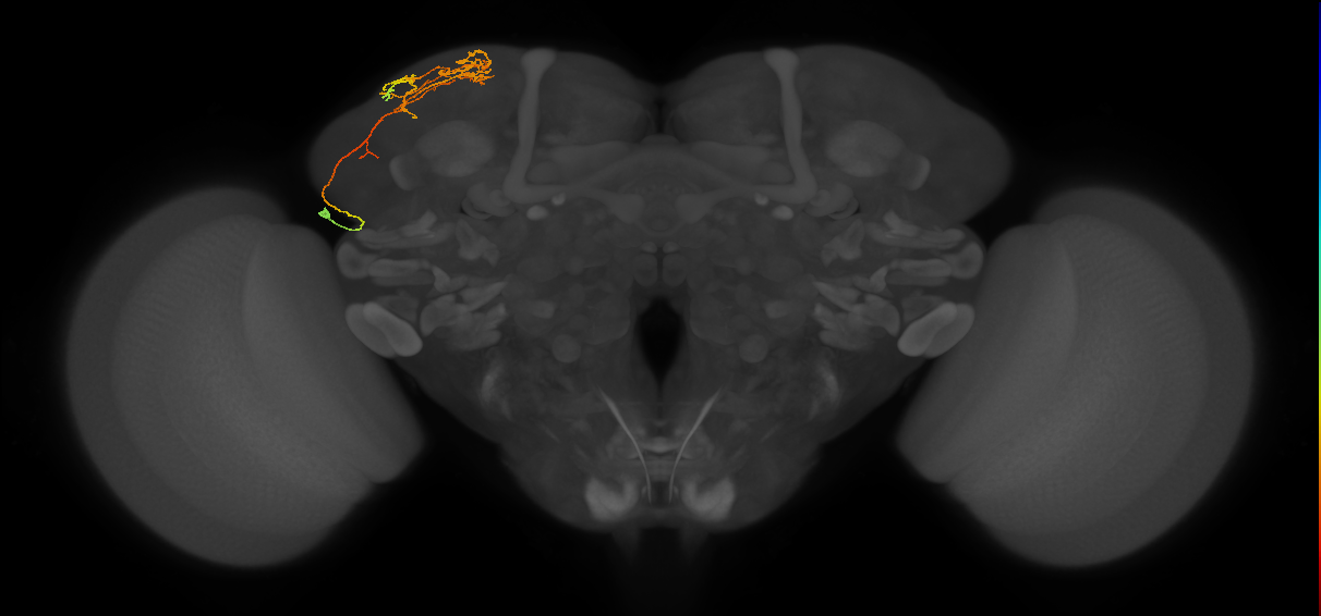 adult LHa3 lineage neuron