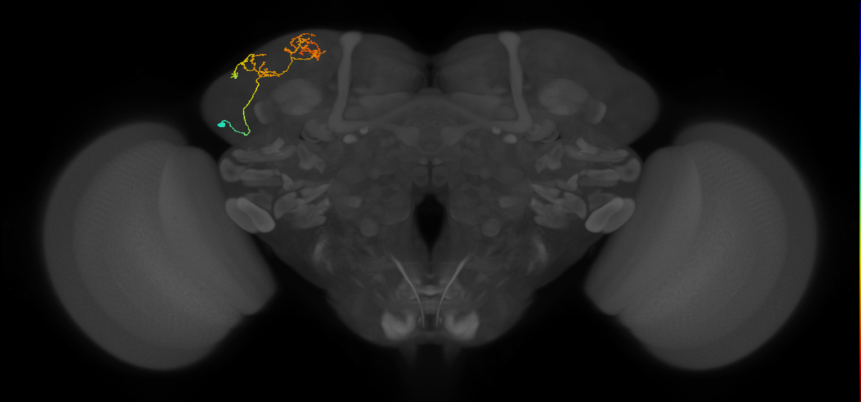 adult SLPal5 lineage neuron