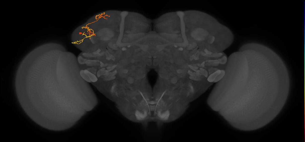 adult LHp2 lineage neuron