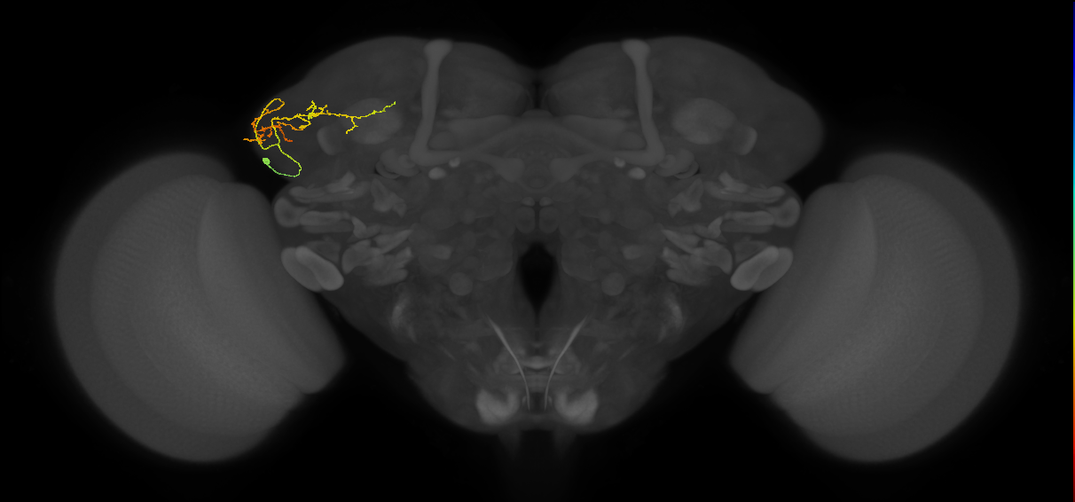 adult LHl4 lineage neuron