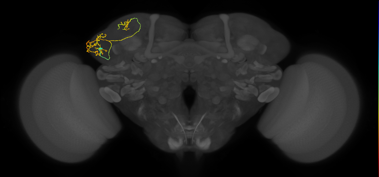 adult LHa1 lineage neuron