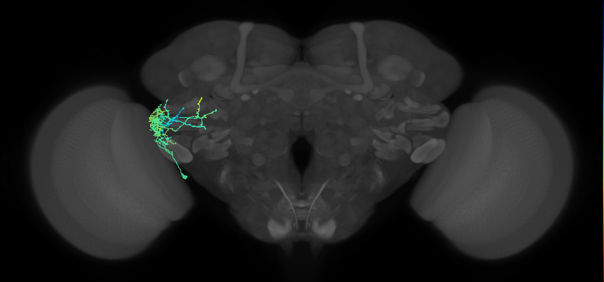 BLVp2 lineage neuron