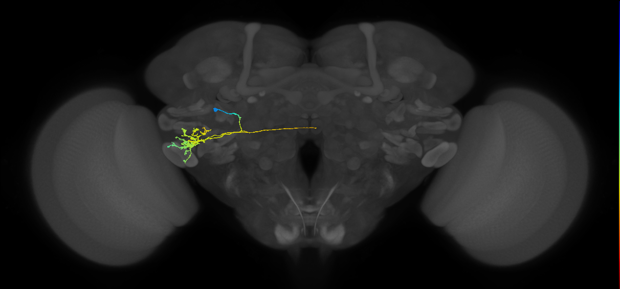 DALv1 lineage neuron