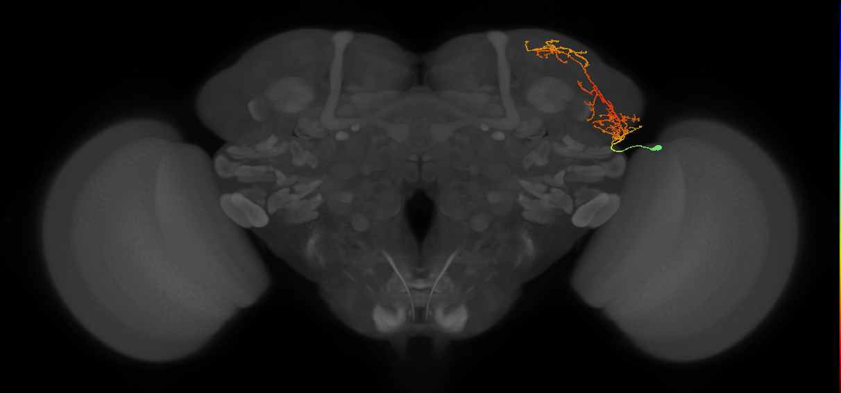 adult SLPpl3 lineage neuron
