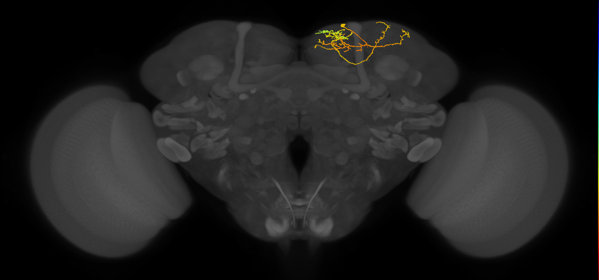 adult SMPpd1 lineage neuron