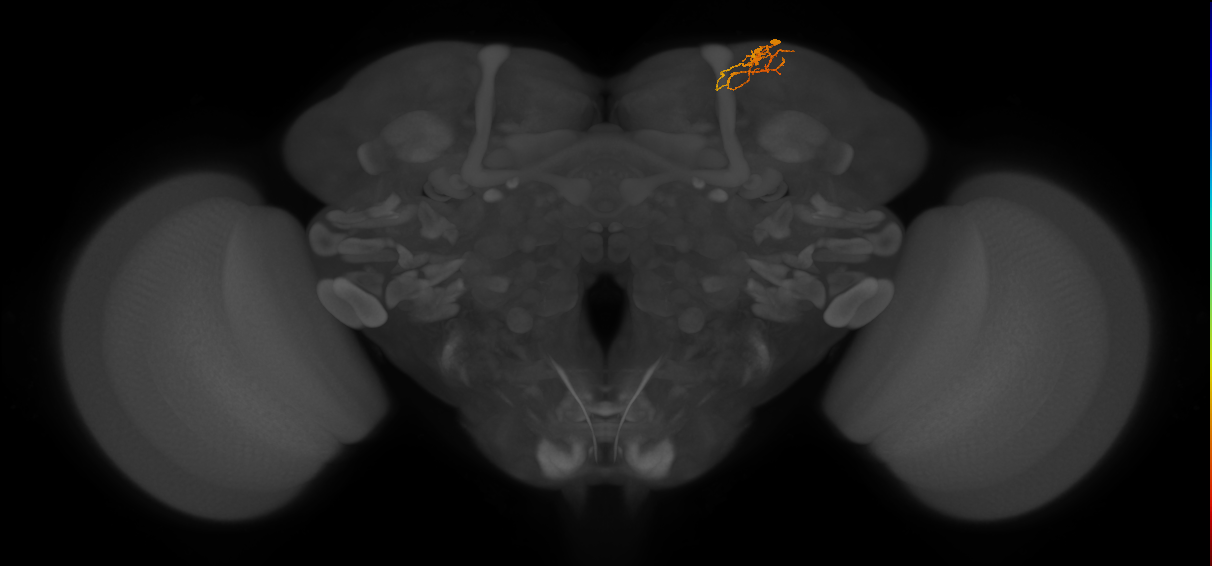 adult SLPpm2 lineage neuron