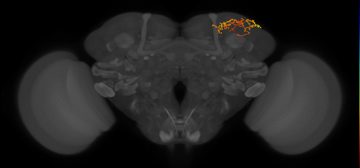 CB0394_R (MaleCNS:516274)