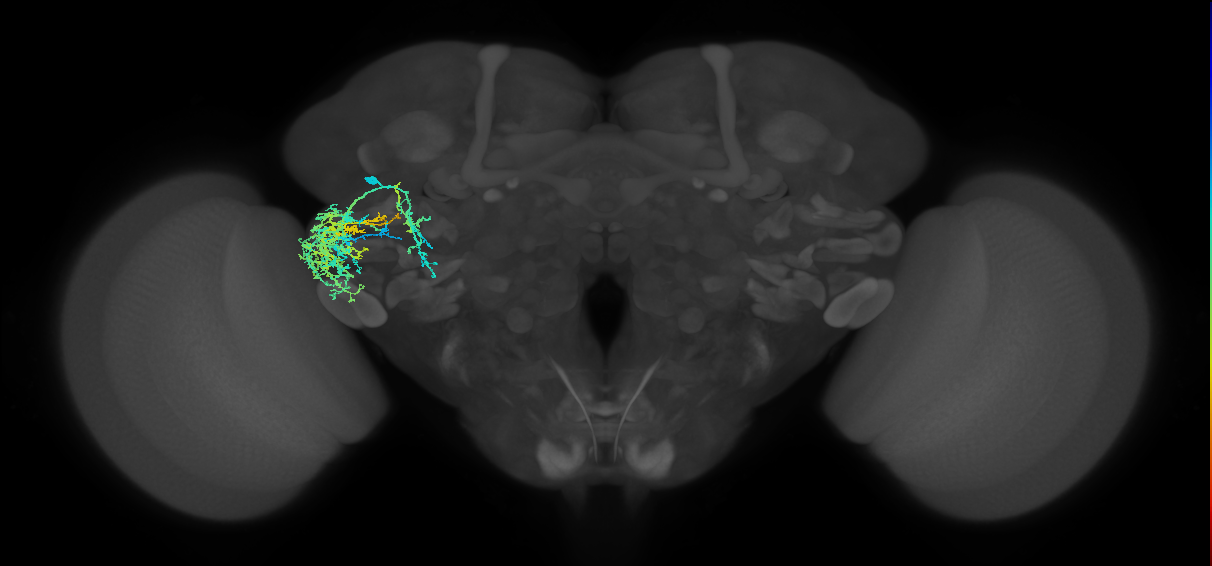adult VLPl&d1 lineage neuron