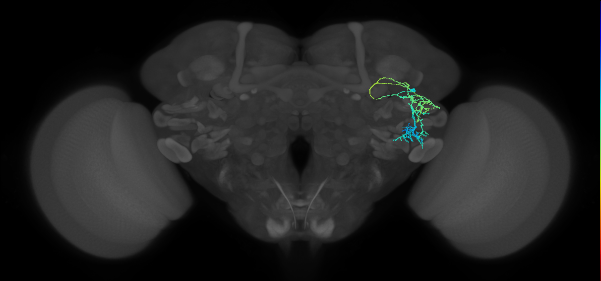 adult VLPl&d1 lineage neuron